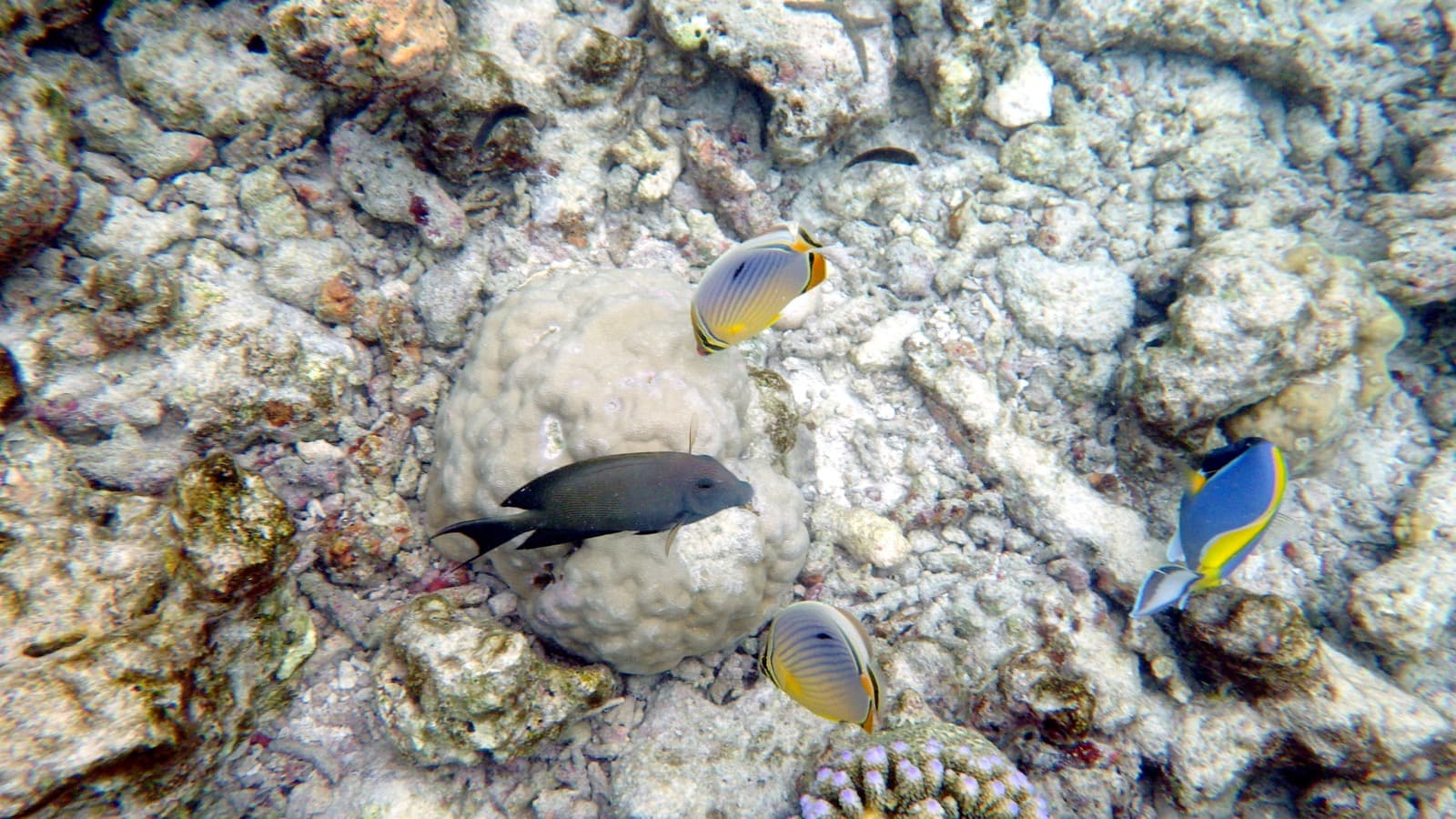 Rasdhoo Channel