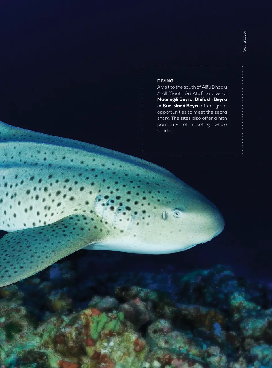 Gnaviyani dive overview